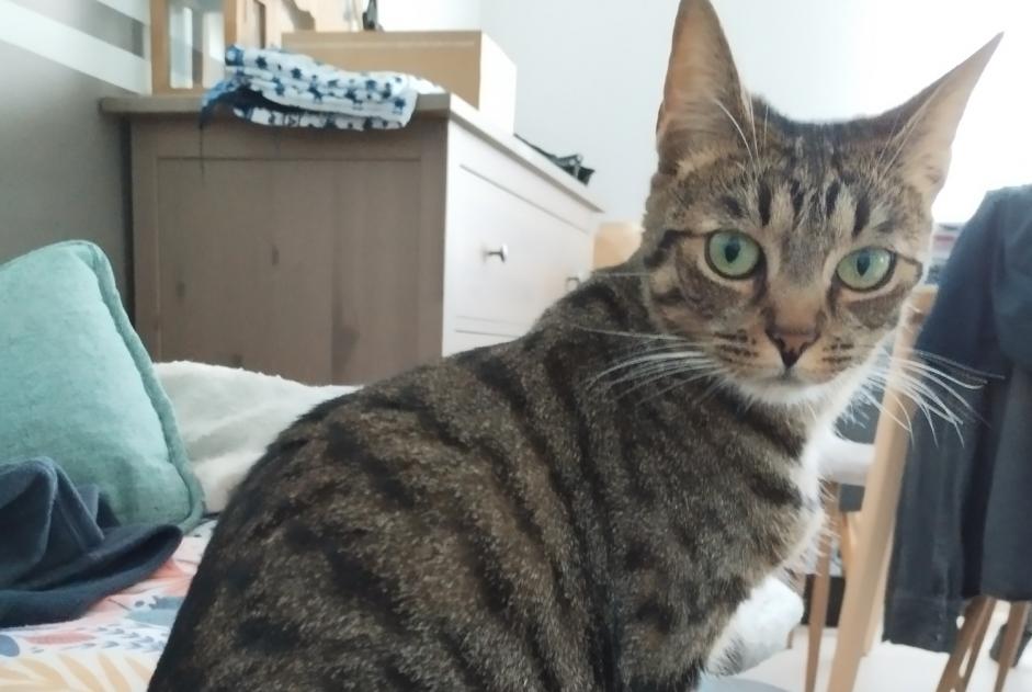 Alerta de Desaparición Gato Hembra , 2 años La Montagne Francia