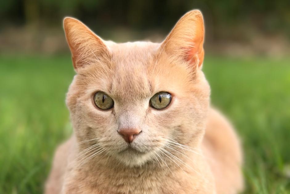 Alerta de Desaparición Gato Macho , 13 años Saint-André-des-Eaux Francia