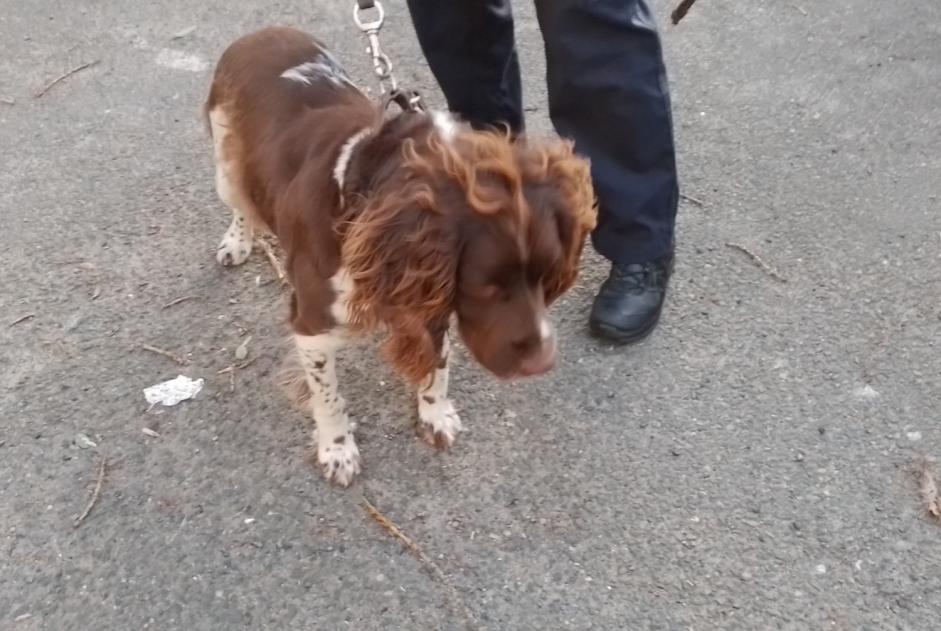 Alerta de Hallazgo Perro  Hembra Saint-Martin-en-Haut Francia