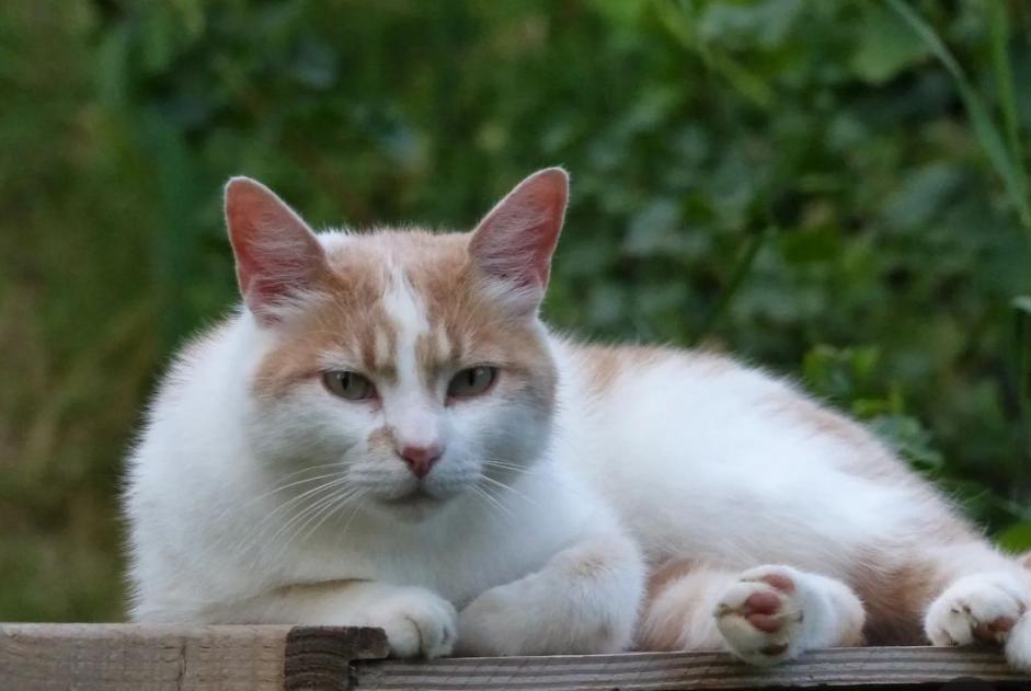 Alerte Disparition Chat Mâle , 3 ans Valence France