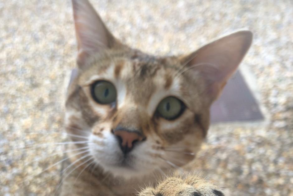 Alerta desaparecimento Gato  Fêmea , 1 anos Mouriès France